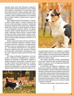 Корги описание характера