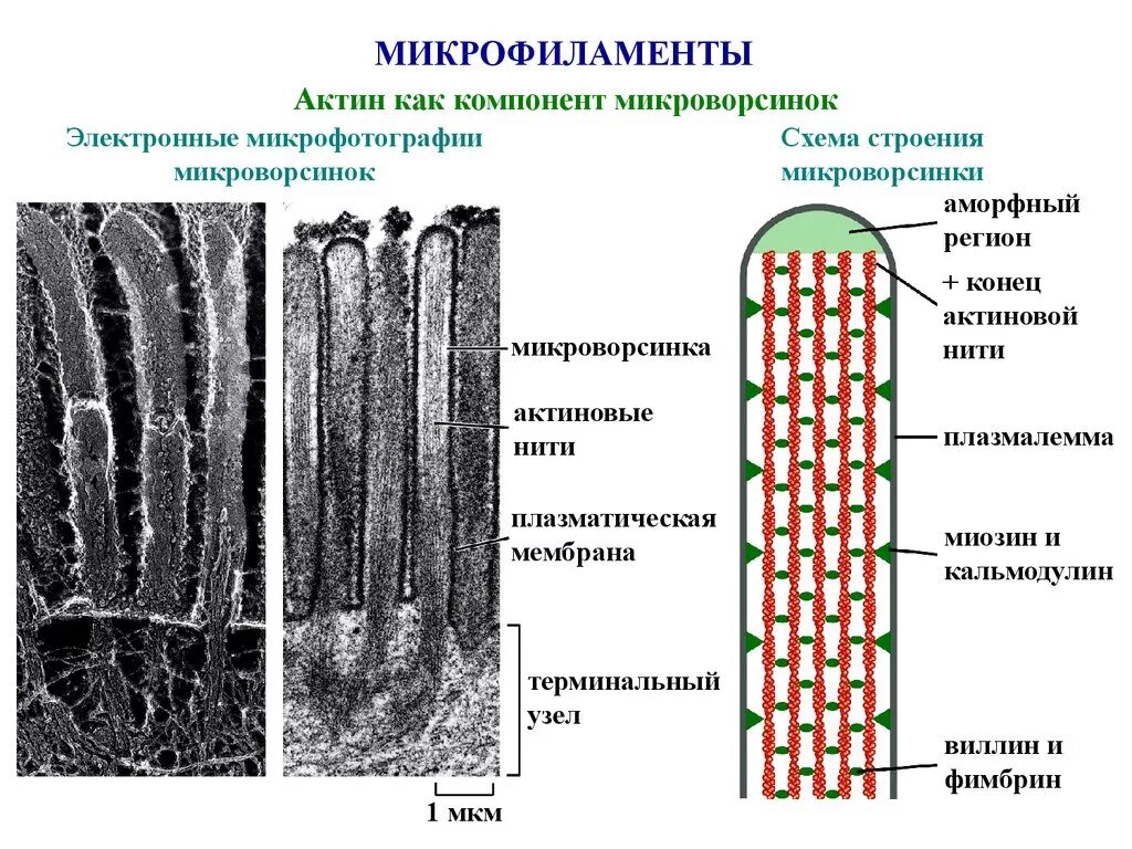Микроворсинки гистология. Функции актиновых микрофиламентов. микрофиламенты и микротрубочки микроворсинки. микротрубочки микроворсинки. строение и функции микротрубочек и микроворсинок.