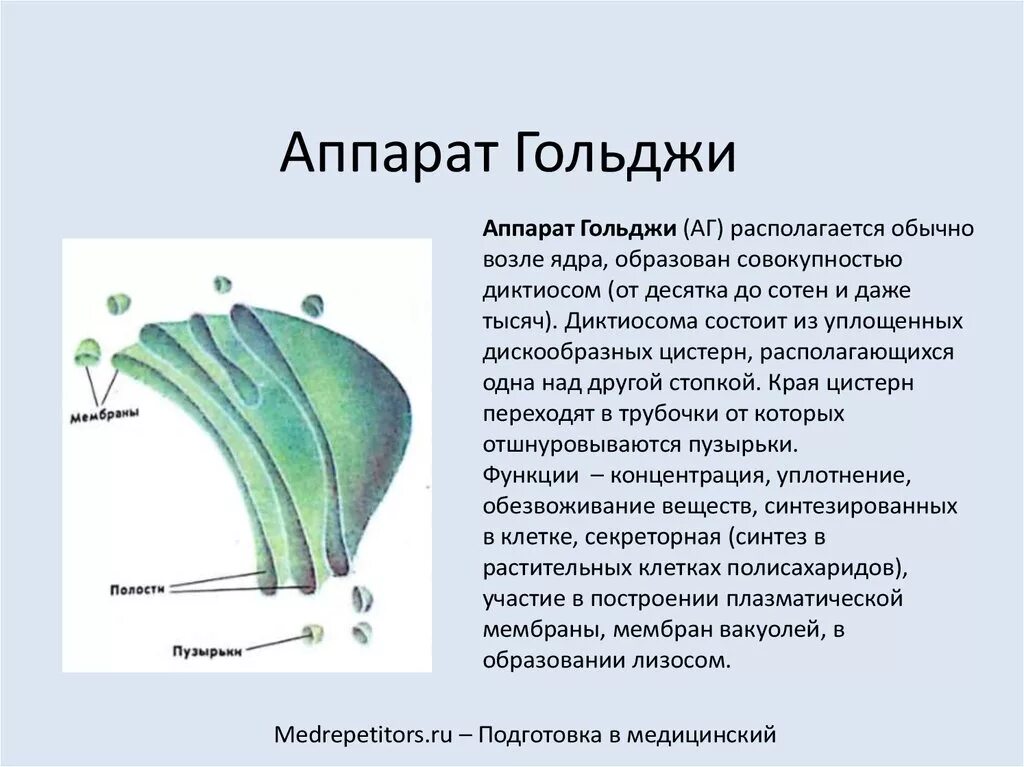 Какие формы мембранных структур образуют аппарат гольджи. Диктиосомы комплекса Гольджи. Вакуоли комплекс Гольджи лизосомы. Аппарат Гольджи строение и функции. Диктиосома функции.