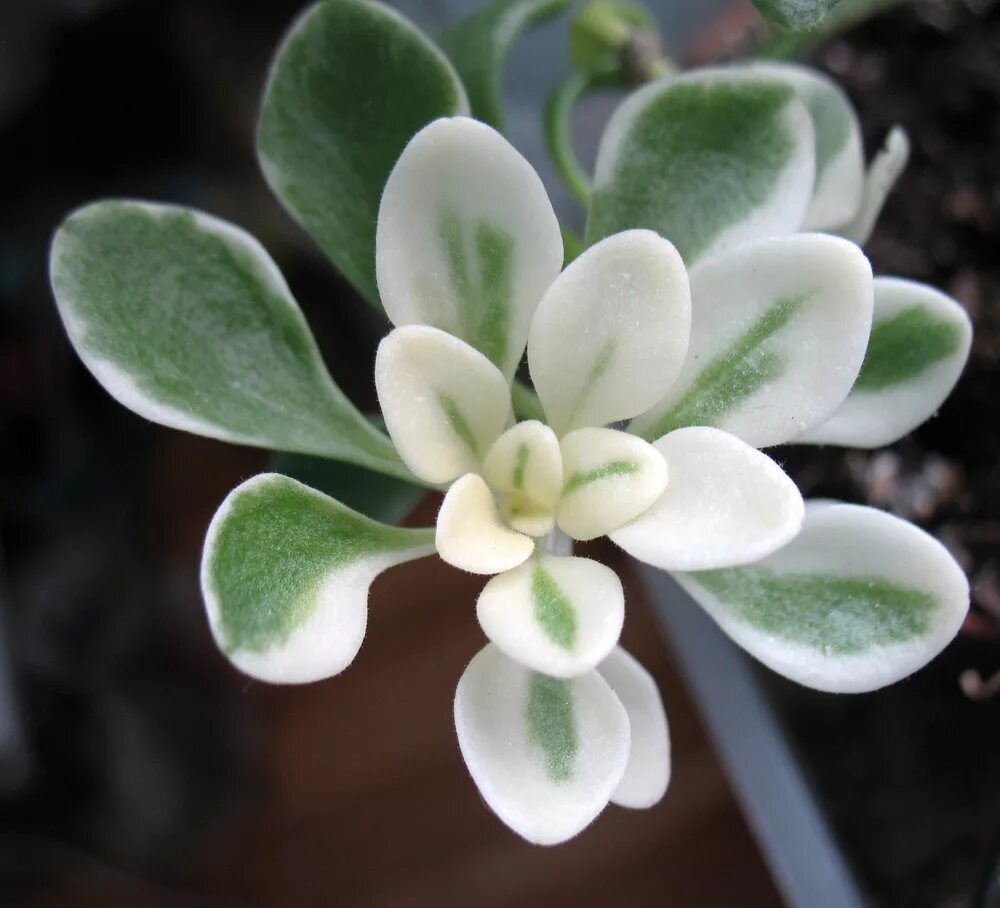 аихризон росток. комнатные растения любви. комнатные растения любви. аихризон вариегатный. аихризон.