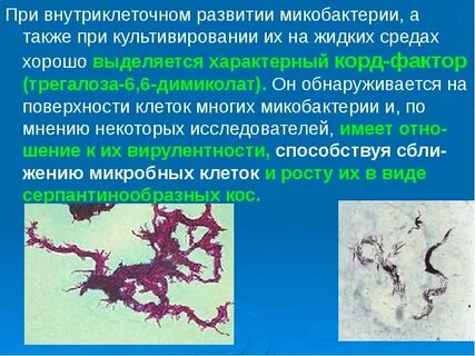 Микобактерии туберкулеза обнаруживают