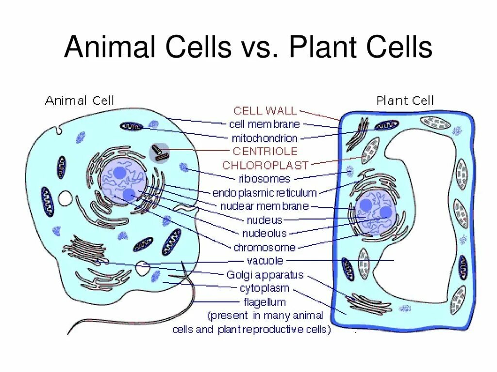Растительная живая клетка рисунок. Схема строения животной и растительной клетки. Схема растительной и животной клетки. Растительная и животная клетка рисунок. Органоиды животной и растительной клетки.