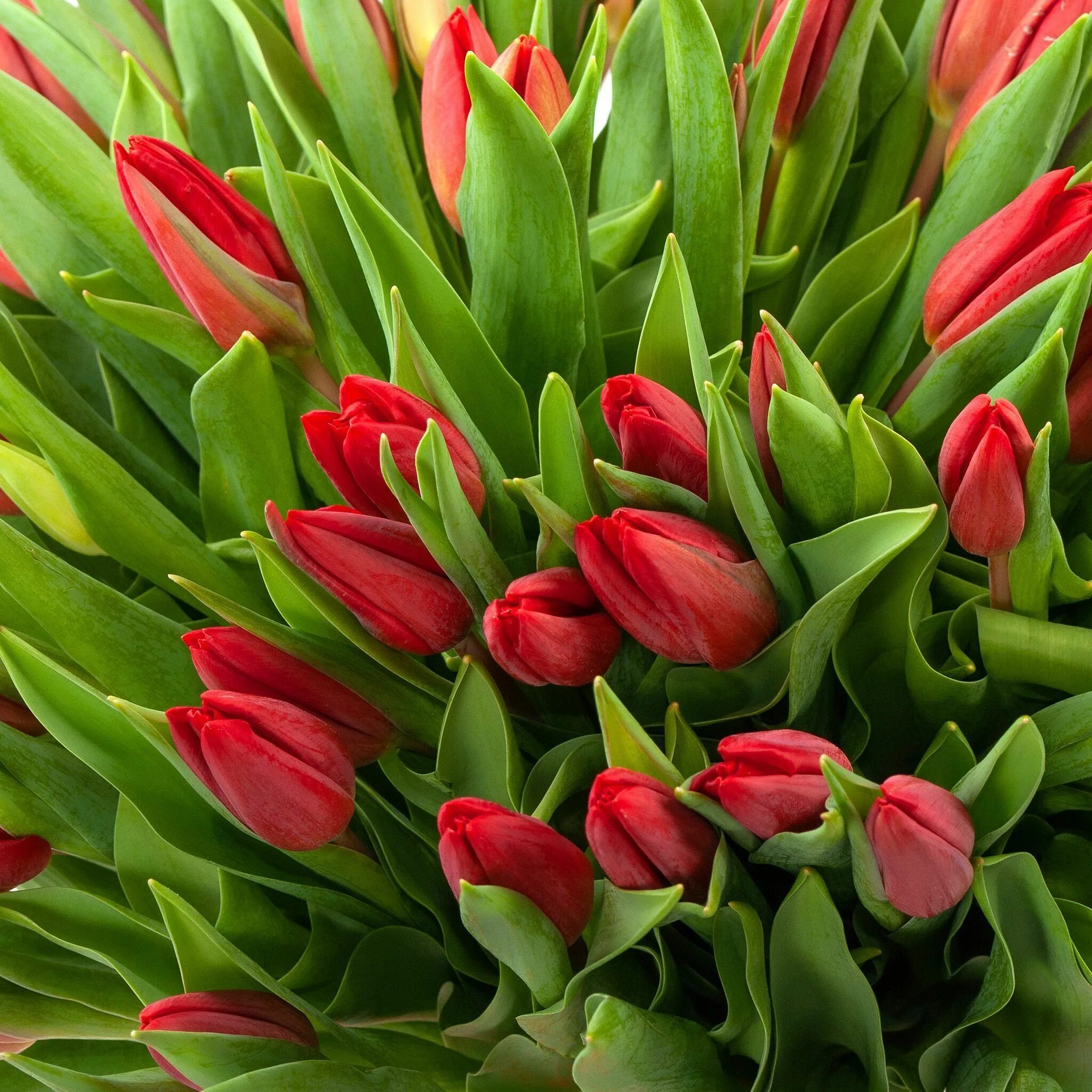 Тюльпан джаника оранжевые. Алые тюльпаны. Красивые тюльпаны. Поле тюльпанов. Алые тюльпаны.