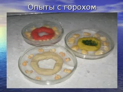 Эксперимент с горохом