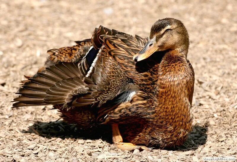 Утка в верном. Пекинская утка китай. Утка в верном. Утка запеченная с картофелем. Утка запеченная.