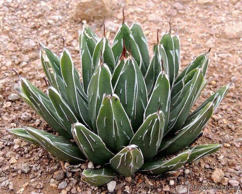 Агава адм. Агава victoriae reginae. agave victoriae-reginae. agave toumeyana bella. agave pintilla - агава пинтилья.
