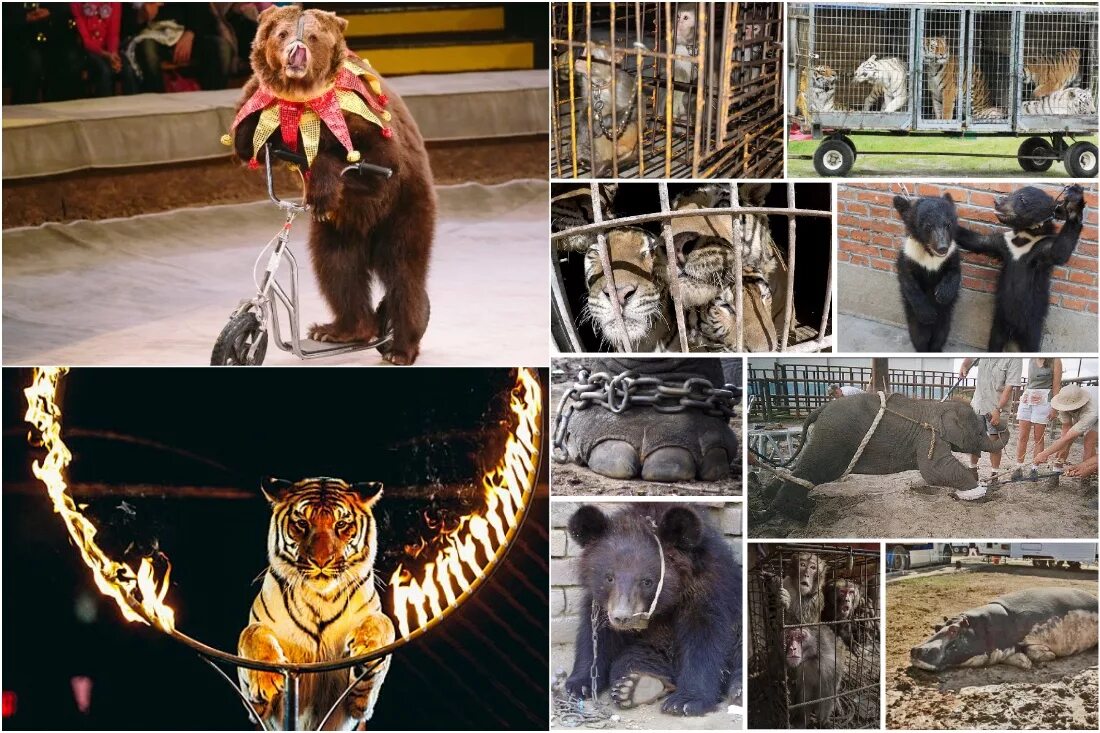 Представление ученых зверей. Животные в цирке. Мучения животных в зоопарке.