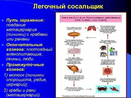 Заражение сосальщиком