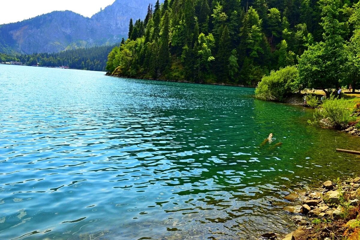 Озеро Рица Абхазия. Природа Абхазии Рица. Абхазия Гагры озеро Рица. Оз малая Рица Абхазия. Абхазия в начале июня