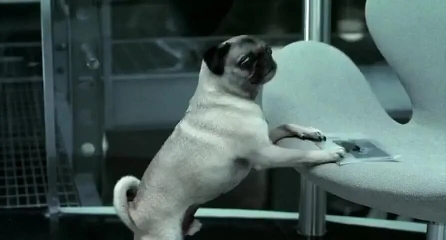 F agent. F agent. Лиса из мультика. O. Agent f.