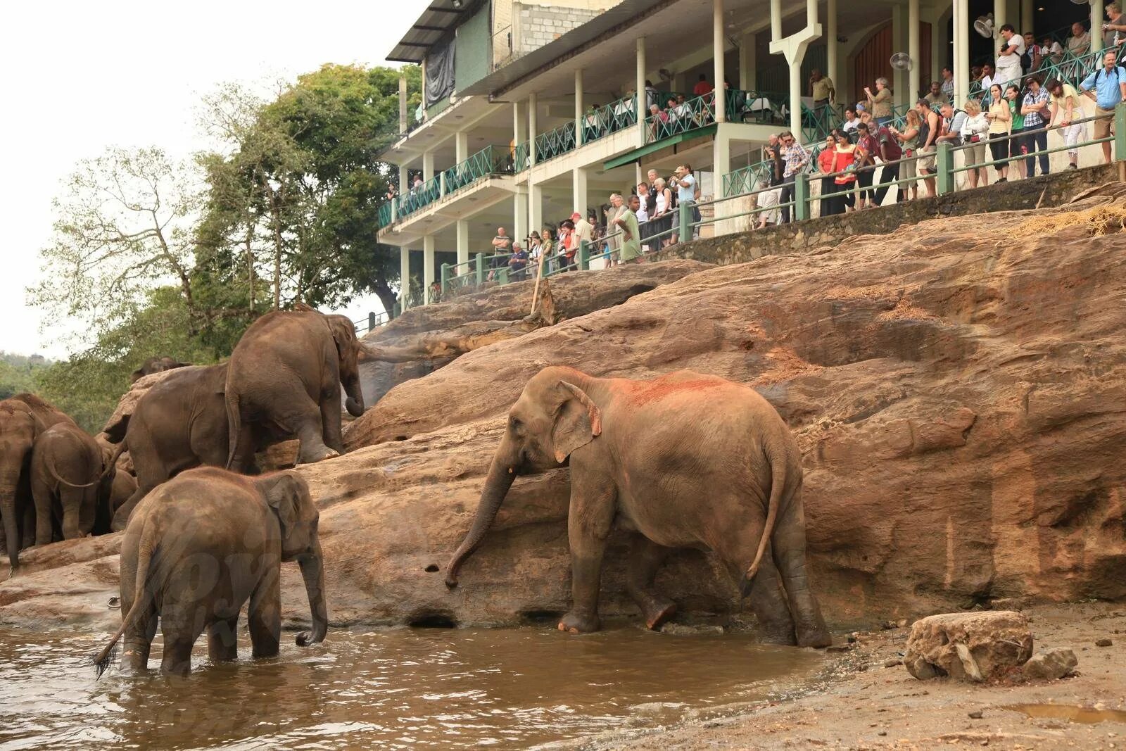 Слоновий питомник Шри Ланка Пиннавела. Шри Ланка приют Пиннавела. Приют для слонов Пиннавела Шри-Ланка. Шри Ланка питомник слонов. Ферма шри ланка