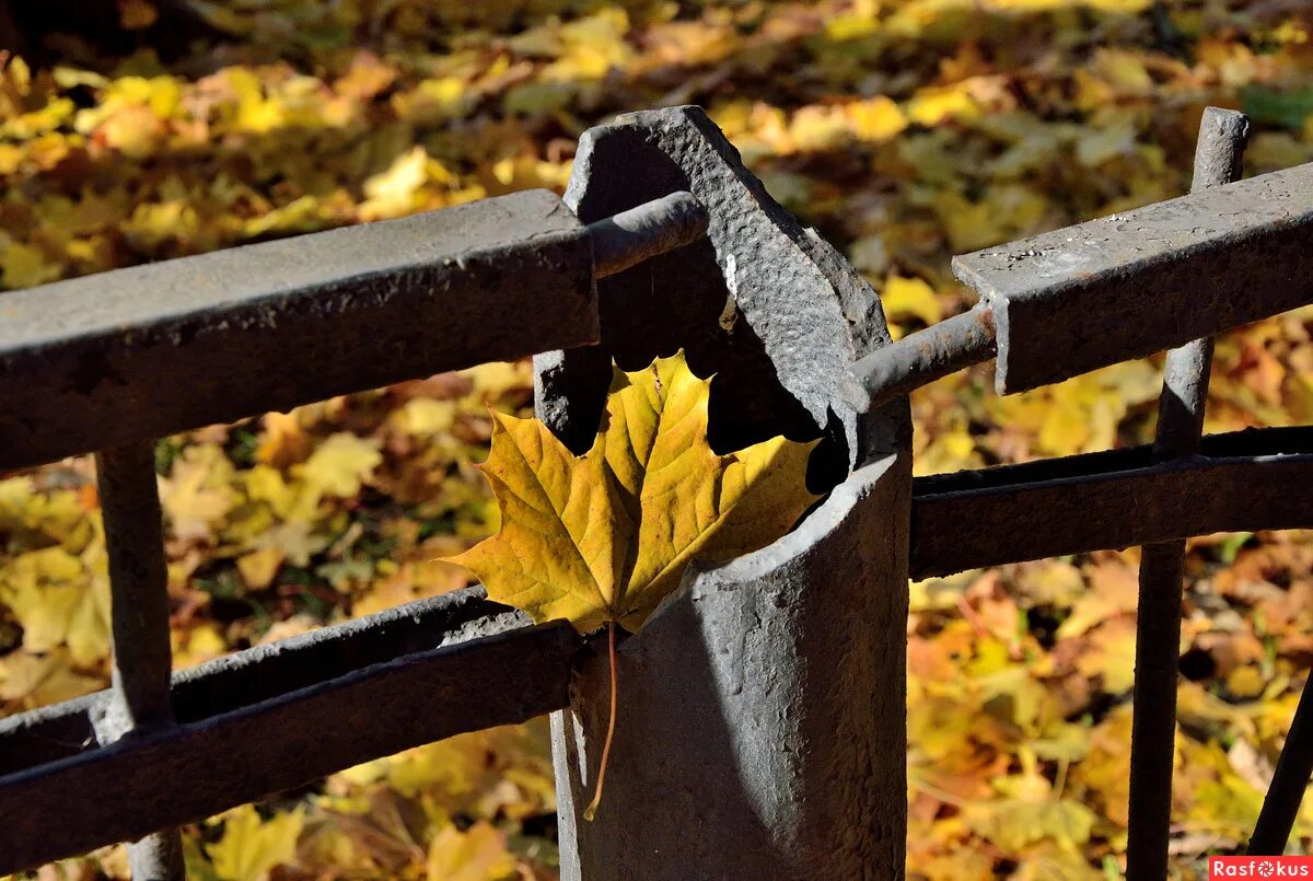 когда в кругу убийственных забот