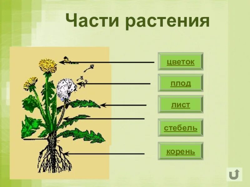 Части растения. Растения части растений. Строение растения. Название частей растения.