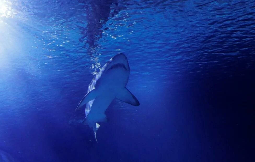 Нападение акулы в Австралии. Акула нападения 2017