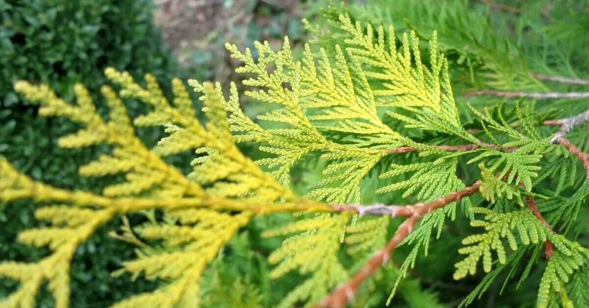 Туя Брабант хвоя. Туя Западная Thuja occidentalis хвоя. Туя Западная Брабант хвоя. Туя Западная Брабант. Туя западная это хвойное