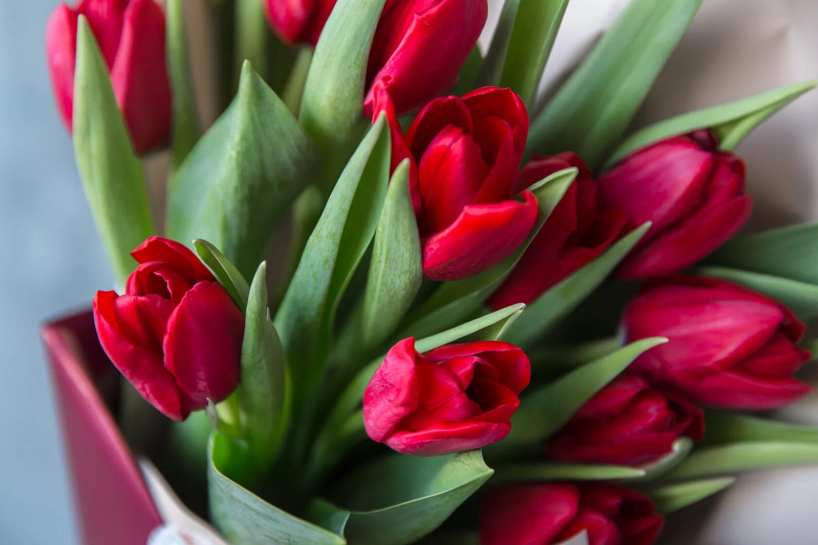 Тюльпан блэк джевел. Тюльпаны растут. Тюльпан бастер ред. Алые. Яркие тюльпаны.