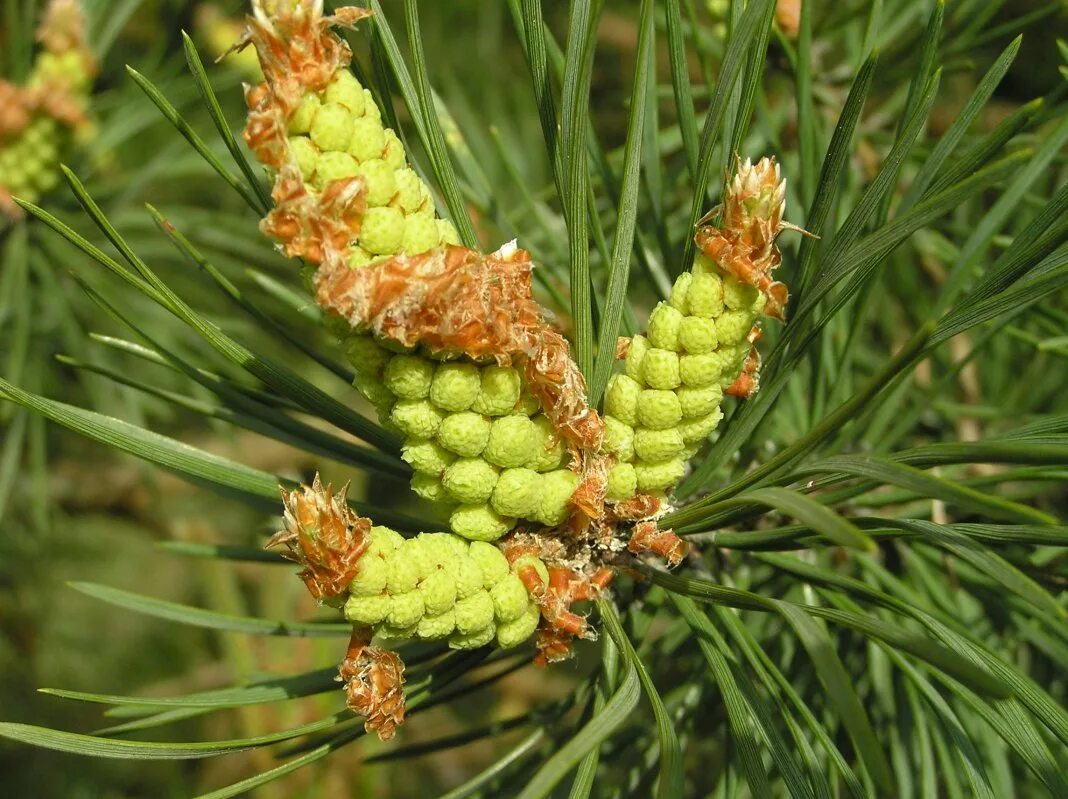 У сосны обыкновенной женские мужские шишки образуются. Pinus Sylvestris шишки. Сосна обыкновенная Pinus Sylvestris. Pinus Sylvestris шишка. Микростробилы сосны обыкновенной.