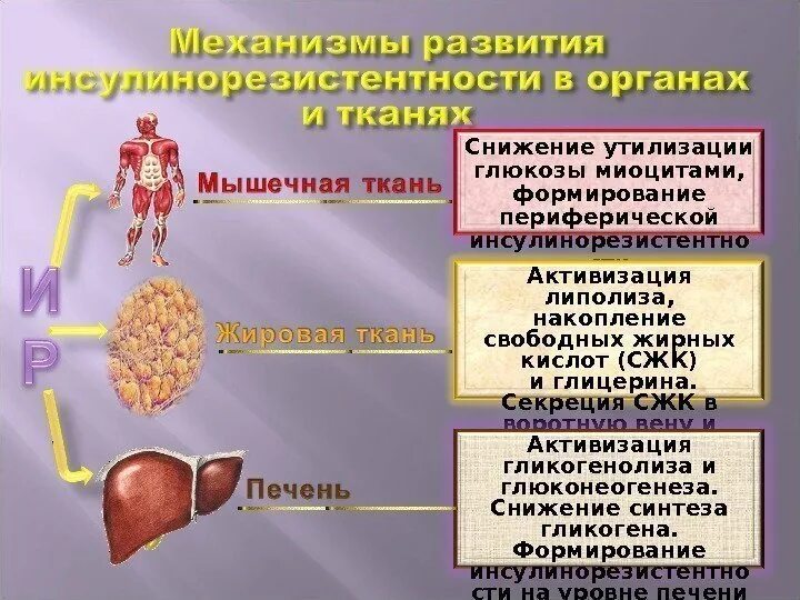 Глюкоза выполняет в организме функцию. Пути утилизации Глюкозы. Основной путь утилизации Глюкозы в организме. Снижение утилизации Глюкозы.