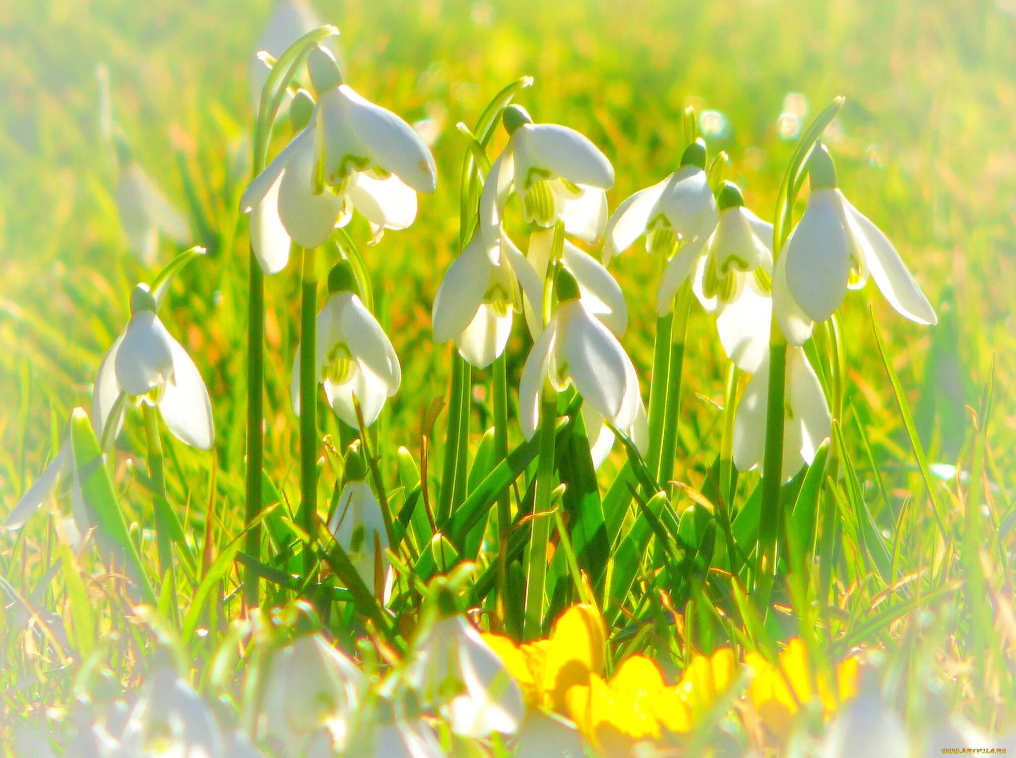 солнце весной. весенние цветы. весна подснежники. под весенним солнышком. под весенним солнышком.