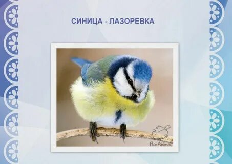 Синичка 1