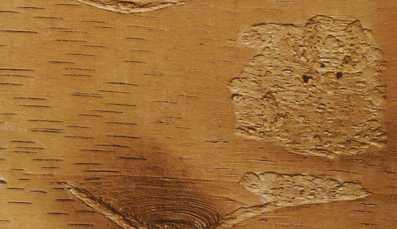 береста листовая. папирус пергамент береста. текстура бересты. цвет дерева слоновая кость. кусочек бересты.