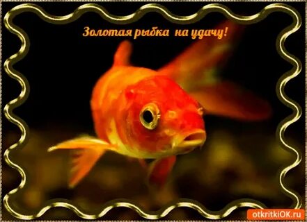 Пожелание золотой рыбке