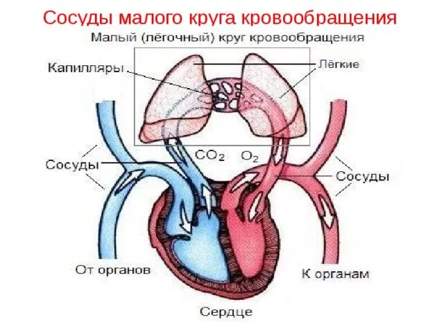 Круги кровообращения вены капилляры. Малый круг кровообращения сосуды. Артерии малого круга кровообращения. Вены малого круга кровообращения. Сосуды малого круга.