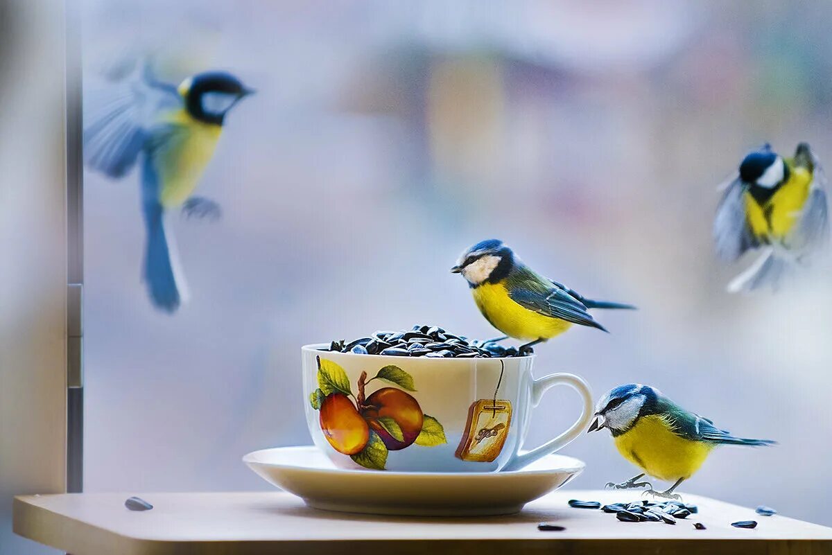 Добрый день птички. Доброе утро синички. Доброе утро с синицами. Утро птицы. Доброе утро птицы.