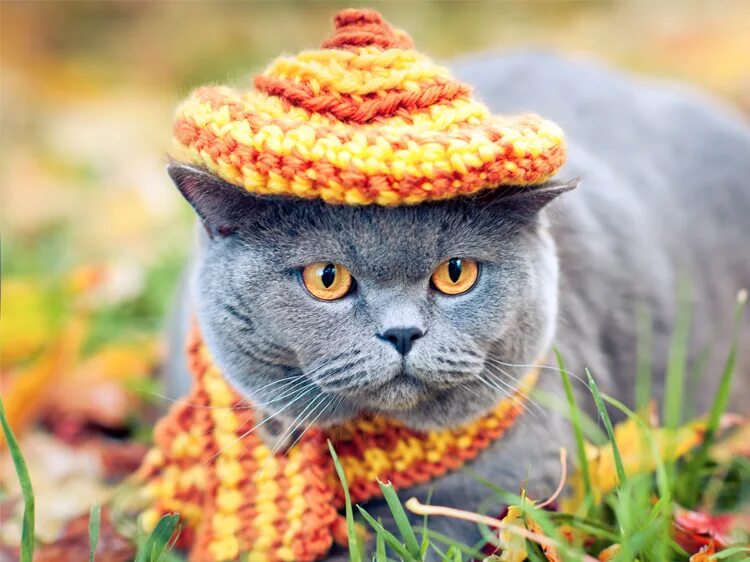 Кот по испански
