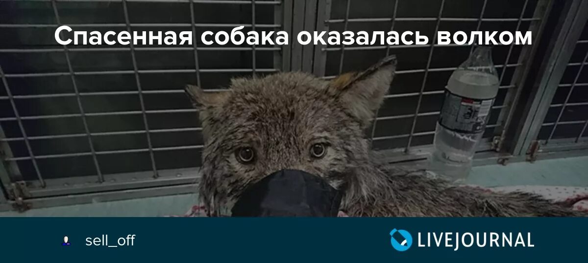 Женщина поймала волка и посадила в машину. Волк строитель. поймала собаку а оказался волк. мужчина купил собаку а он оказался волком.