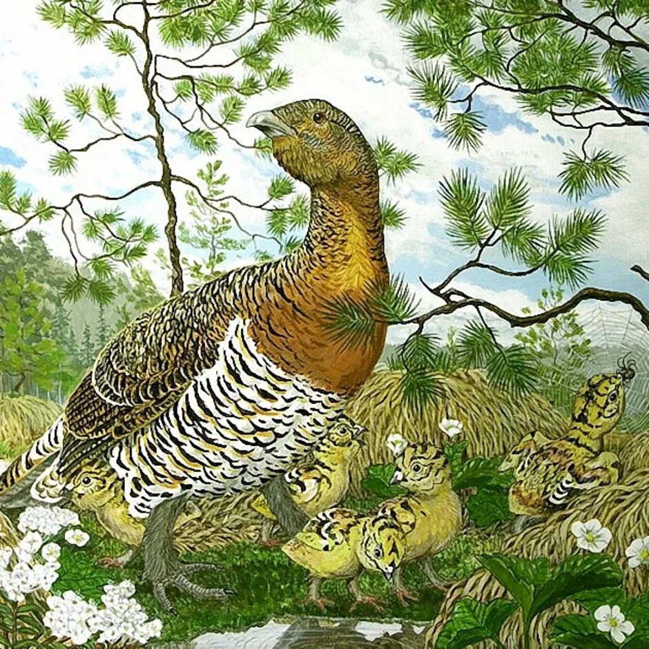 План пересказа капалухи. Капалуха автор 3 класс. Обложка книги капалуха. Капалуха автор 3 класс. Капалуха автор 3 класс.