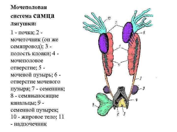 Мочеточник у земноводных. Мочеполовая система самца лягушки. Строение половой системы лягушки. Мочеполовая система земноводных. Мочеполовую систему самцов и самок амфибии.