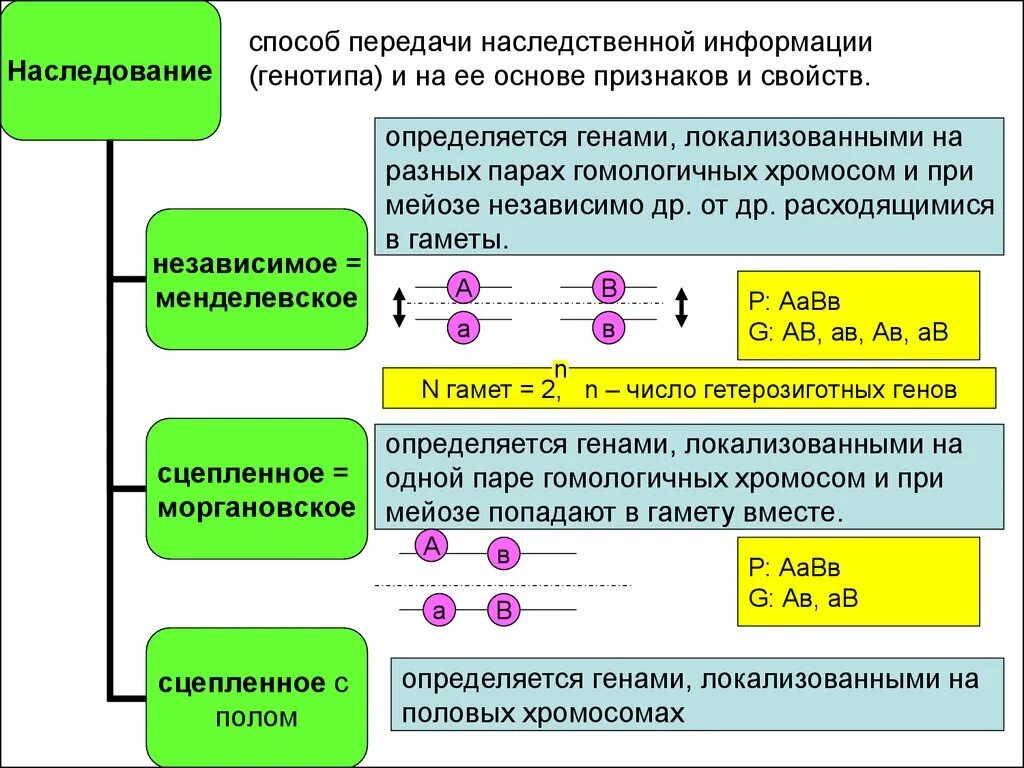 Генотип организма определяется. Сцепленное и независимое наследование отличия. Чем сцепленное наследование отличается от независимого. Независимое и сцепленное наследование схема. Тип наследования независимое и сцепленное.