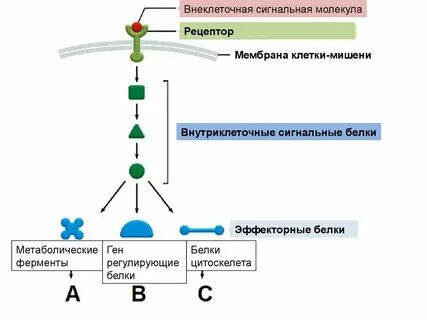 Молекулы рецепторы