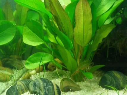 Виды водорослей в аквариуме