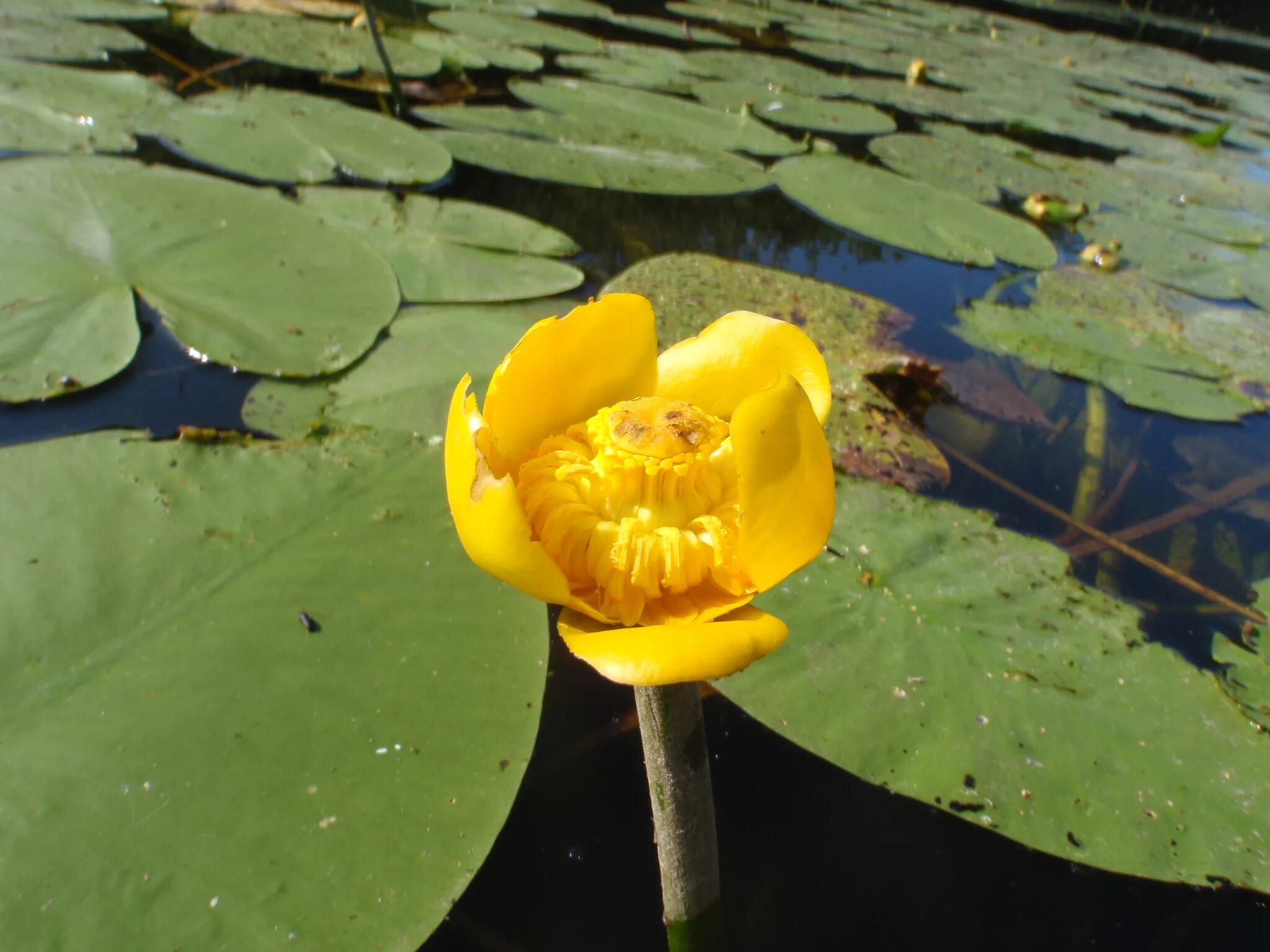 Кубышка жёлтая. Кубышка малая Nuphar pumila. Кубышка жёлтая малая. Кубышка желтая водяная Лилия. Кубышка гигантская