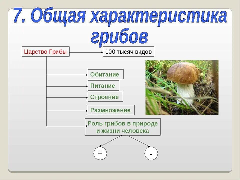 Для грибов характерен рост. Характеристика грибов биология 5. Конспект по биологии 5 класс общая характеристика грибов. Общая характеристика грибов 6 класс биология. Строение гриба.
