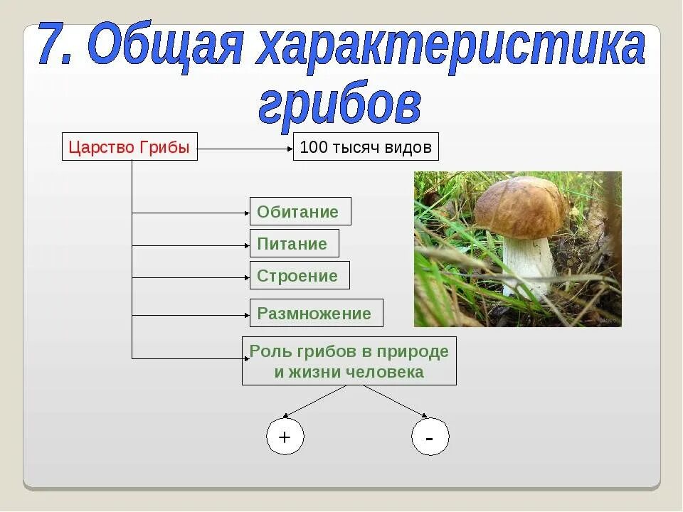 Где в параграфе вы нашли эту информацию
