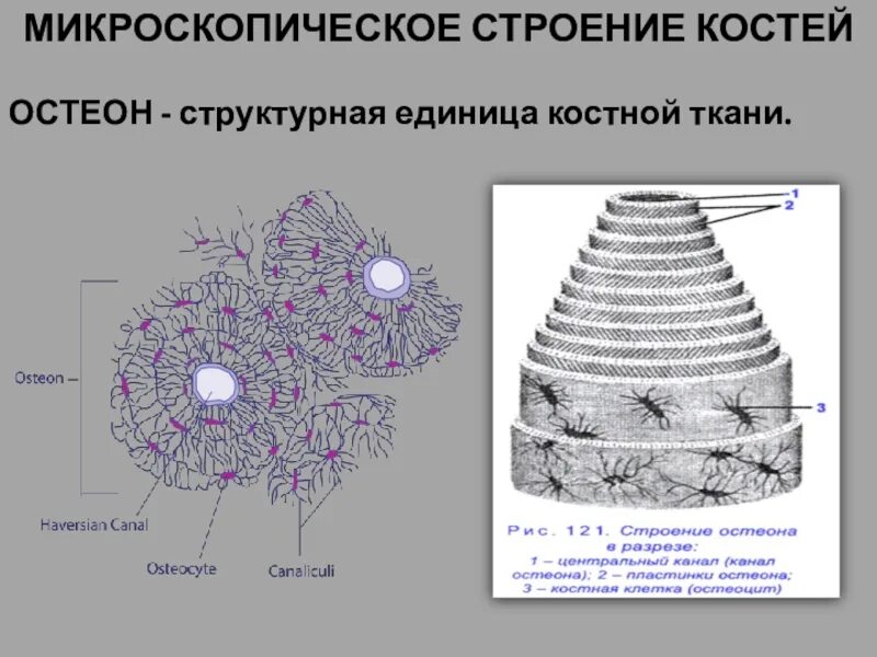 Структурная единица кости. Строение остеона костная ткань. Остеон структурная единица костной ткани. Микроскопическое строение остеона. Микроскопическое строение кости Остеон.