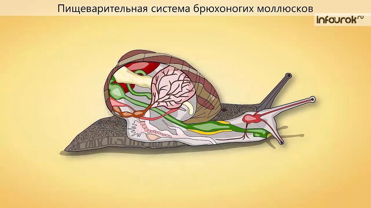 Пищеварительная железа у моллюсков. Брюхоногие моллюски дыхательная система. пищеварительная система брюхоногих моллюсков. выделительная система улитки. строение пищеварительной системы моллюсков.