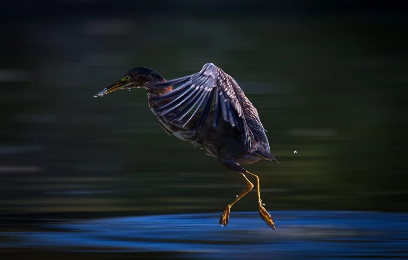 Птица вода брызги. Птицы на воде фото. Heron "Live in Kyoto, CD". Heron Water фото.