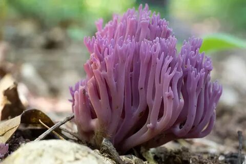 Violet coral