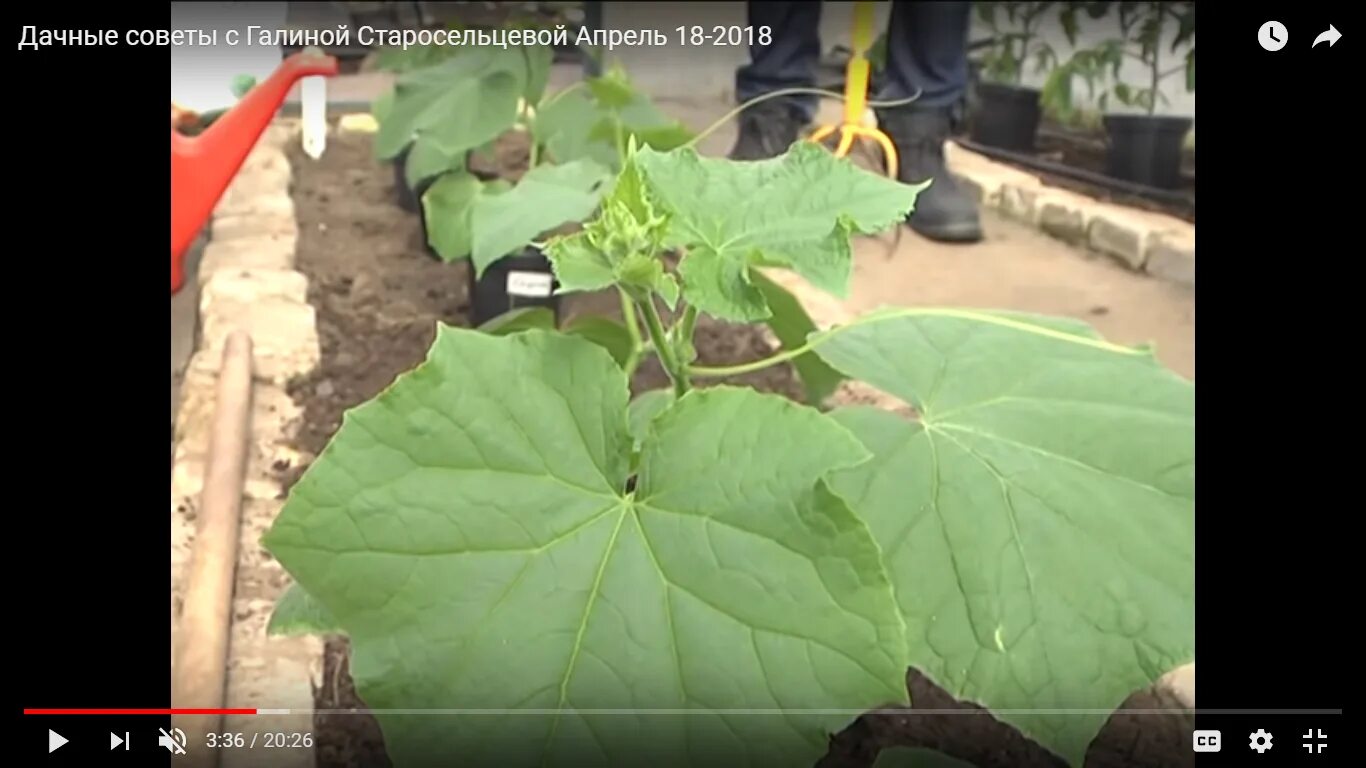 садовые советы. дачные советы.