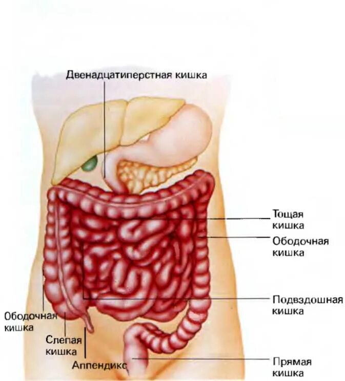 Правая подвздошная кишка. Топография тощей и подвздошной кишки. Тощая и подвздошная кишка строение. Тонкий кишечник подвздошная двенадцатиперстная.