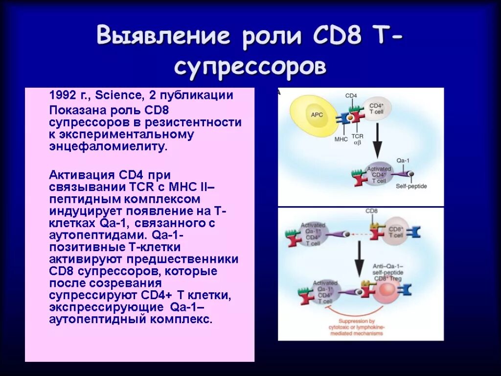 Регуляторные т клетки. Т супрессоры CD. Роль т супрессоров. Механизм действия т супрессора.