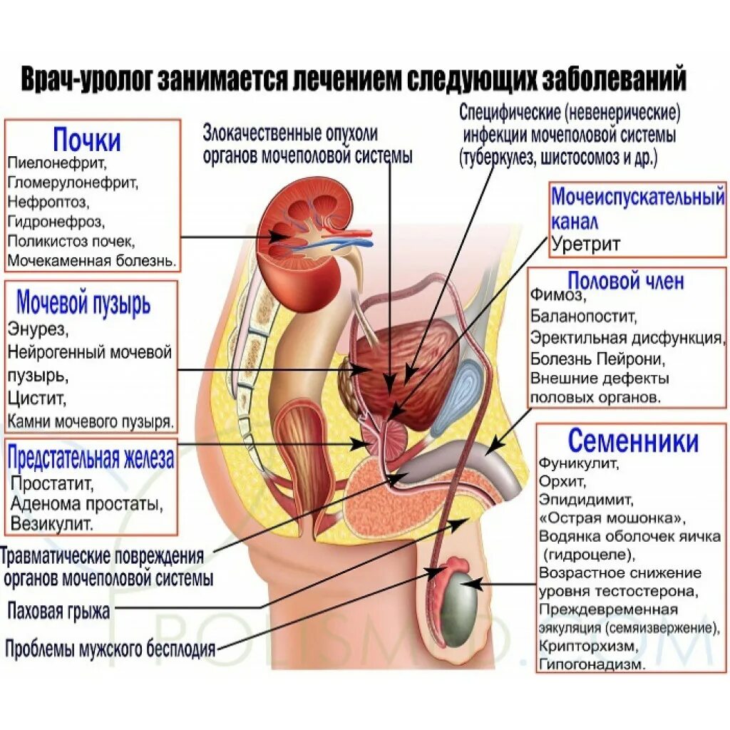 Мужской врач по половым органам как называется