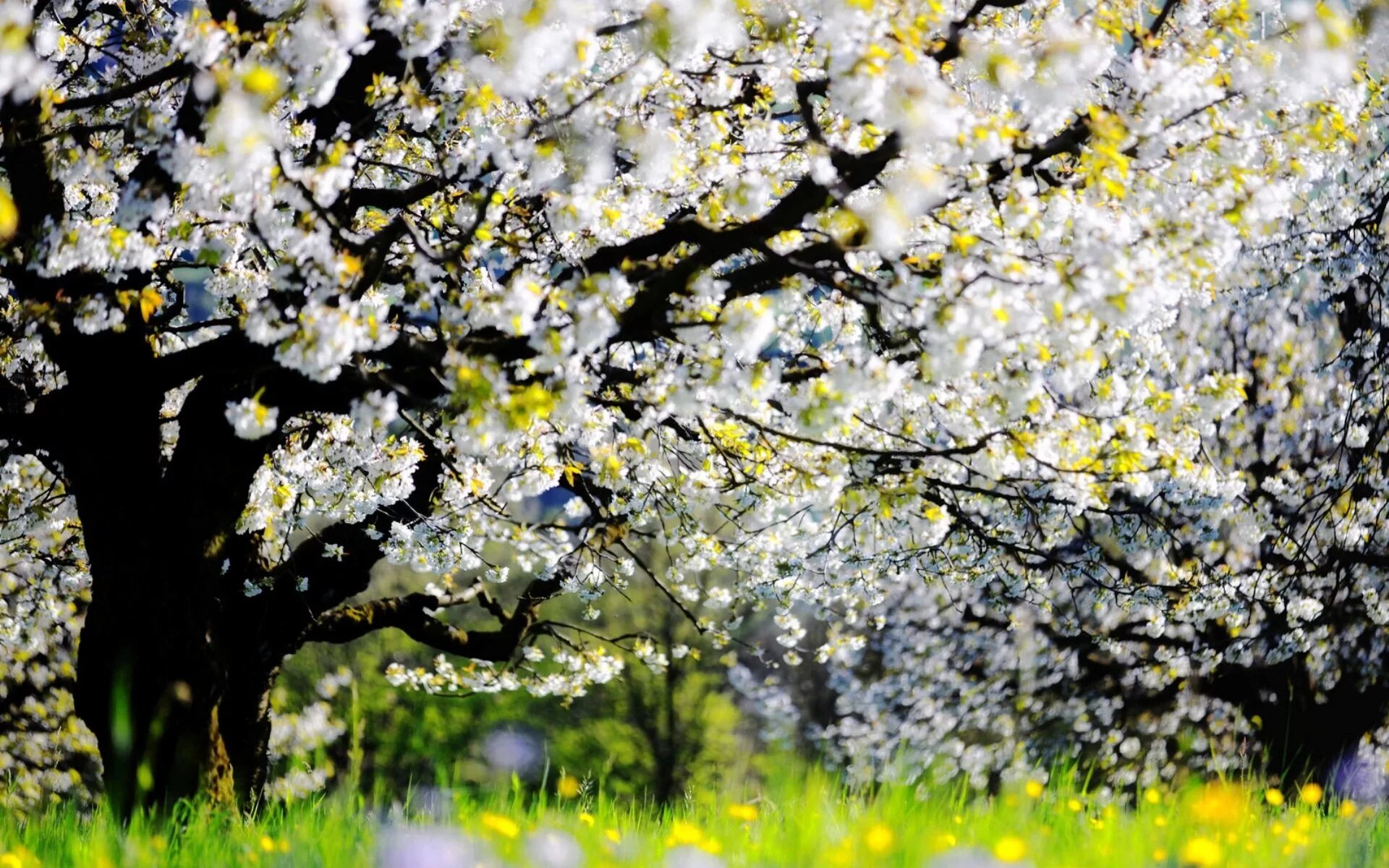 Красивое весеннее дерево. Цветущие деревья. Весеннее дерево. Цветущий сад.