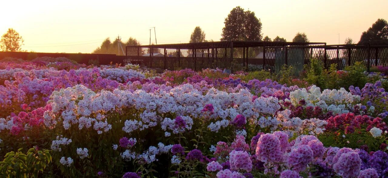 фон ткань ситец для презентации. ситцевый сад. интернет магазин ситцевый сад официальный сайт. флокс метельчатый пепперминт твист. ситцевый сад.