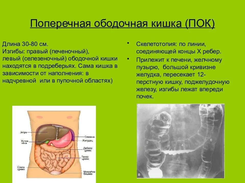 Печень и кишечник образуются. Ободочная и поперечно ободочная кишка. Положение поперечно ободочной кишки. Поперечная ободочная кишка. Скелетотопия поперечной ободочной кишки.