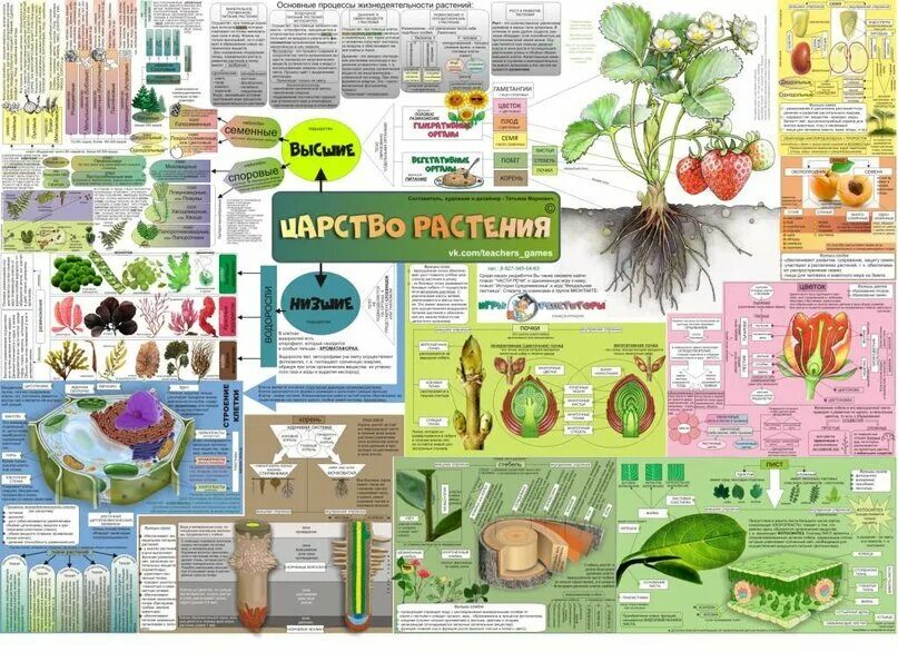 Плакаты по ботанике. Биология плакат. Плакаты по растениям. Набор плакатов по биологии. Проект ботаника 31 глава на русском